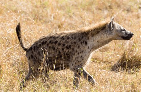 The Spotted Hyena Animal Corner