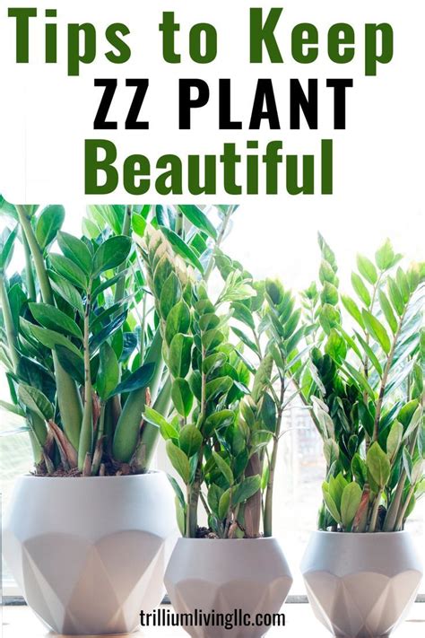 The Zz Plant Is An Easy Houseplant To Grow And These Care Tips Will