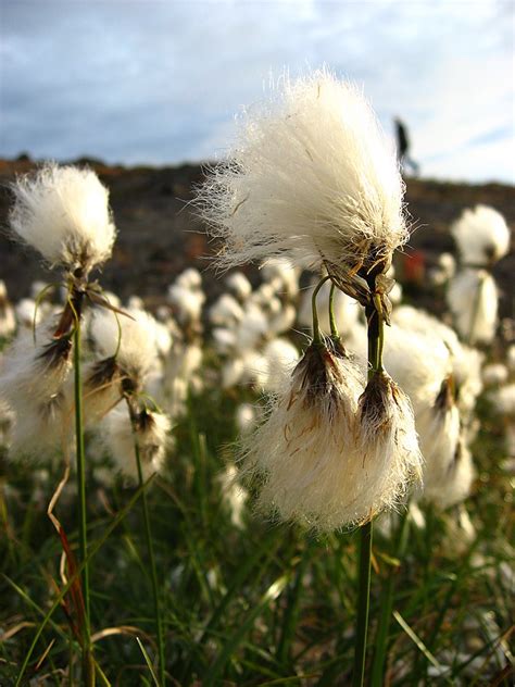 Common Cotton Grass Eriophorum Angustifolium Freshwater Habitats