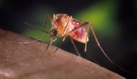 Questions And Answers On West Nile Virus The New York Times