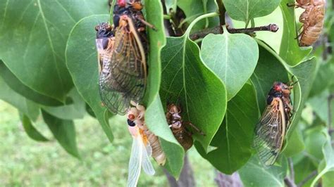 Warning 17 Year Cicadas To Emerge In Southwest Ohio This Summer What