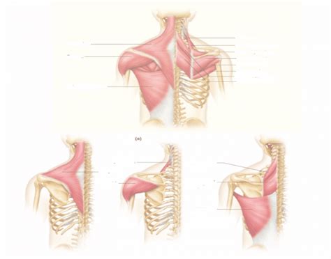 External intercostal muscles are the muscle groups running along the ribs that create and move the chest wall. Muscles of the Posterior Torso (Origin)