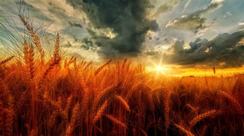 Golden Wheat Field High Resolution