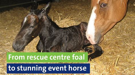 From Rescue Centre Foal To Stunning Event Horse Youtube