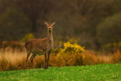 Sika Deer Irish Deer Commission