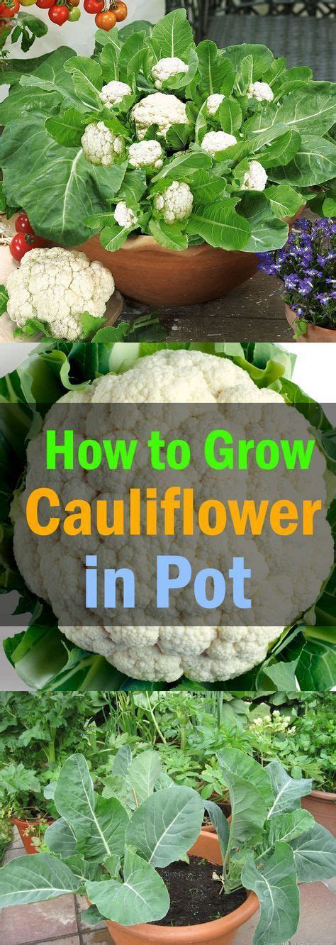 How To Grow Cauliflower In Pots Vegetable Garden Growing Cauliflower