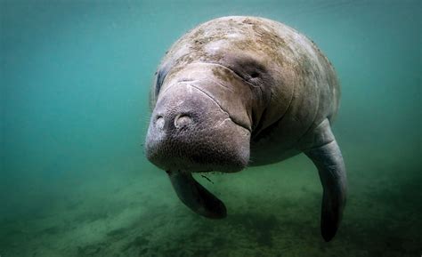 As The Manatee Goes So Do Aquatic Ecosystems Tallahassee Magazine