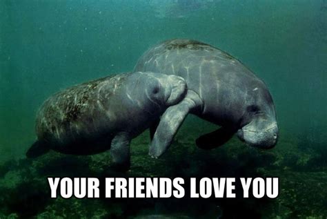 when you can t get that one person to like you calming manatee memes popsugar tech photo 3