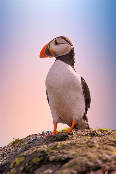 Puffin Cute Bird In Iceland Scotland And Ireland Photograph By Gert