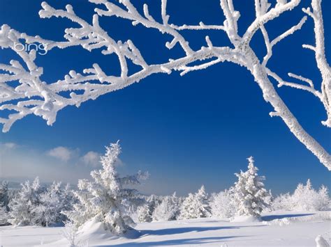 49 Bing Winter Scenes Wallpaper Wallpapersafari