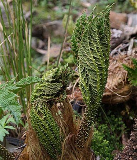 Gunnera manicata has enormous foliage and works well in very moist conditions, even in the pond! Gunnera manicata - Ornamental or Giant Rhubarb | Nurseries ...