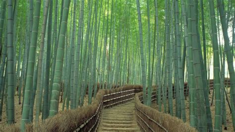 Kyotos Sagano Bamboo Forest One Of The Worlds Prettiest Groves Cnn