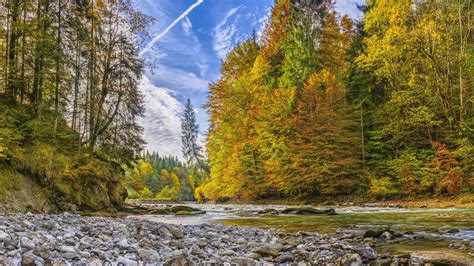 River In Autumn Forest 8k Ultra Hd Wallpaper Background Image
