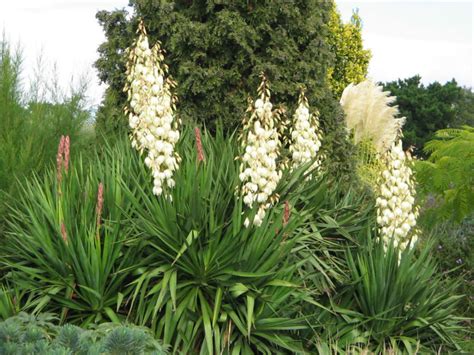 How To Grow And Care For Yucca World Of Succulents