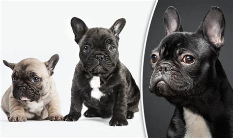 Do not purchase any bulldog if the sellers are not willing to provide registration paperwork. UK's favourite dog revealed: French bulldogs takes spot ...