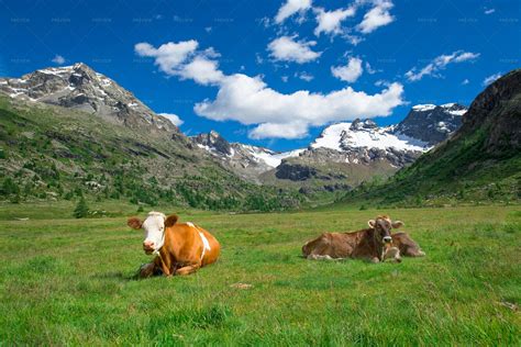 Grazing Cows In The Mountains Stock Photos Motion Array