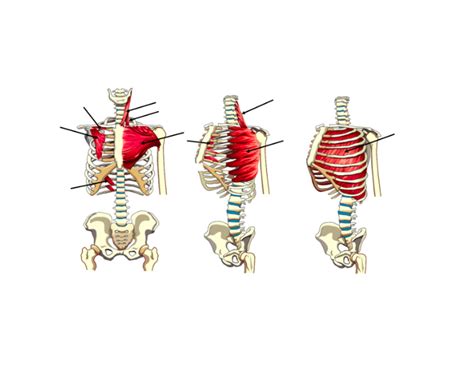 The ribs are attached to the breastbone, which is the. Muscles Outside Rib Cage : Why Does My Rib Cage Pop When ...
