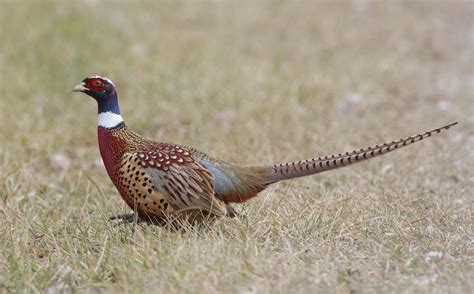 The Ring Necked Pheasant Wildlife In Nature