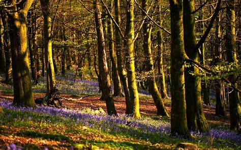 The 10 Most Beautiful Bluebell Woods In The Uk