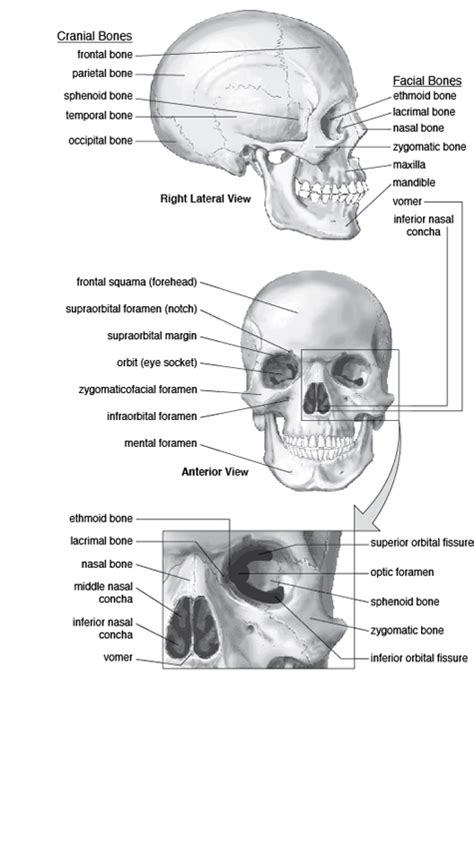 Skull Cranium And Facial Bones