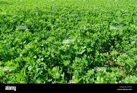 Lucerne Farming Hi Res Stock Photography And Images Alamy