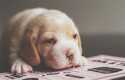 Maybe you would like to learn more about one of these? Newborn beagle puppies. | Beagle puppy, Puppies, I love dogs