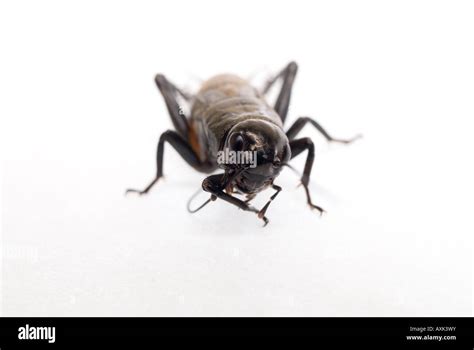 Black Or Field Cricket Gryllus Bimaculatus Stock Photo Alamy