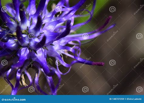 Very Nice Colorful Flower Close Up In My Garden Stock Image Image Of
