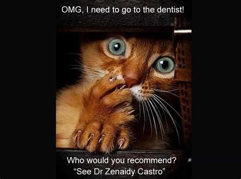 Funnycutecats Archives General And Cosmetic Dentistry Vogue Smiles Melbourne