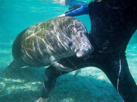 9 Pictures That Prove Manatees Are The Oceans Cutest Creature