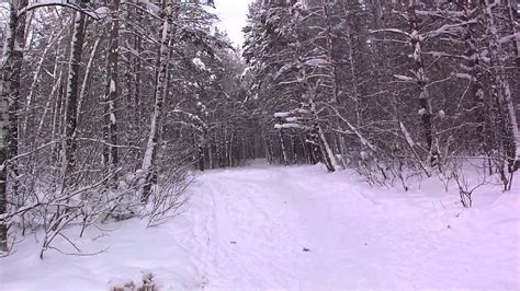 Siberian Forest In Winter 2012 Youtube