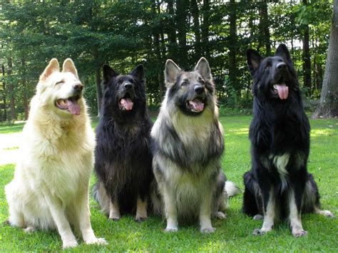 11 Things You Need To Know About The Shiloh Shepherd Animalso
