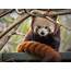 Red Panda Finds A Mate Thanks To ‘zoological Dating Agency 