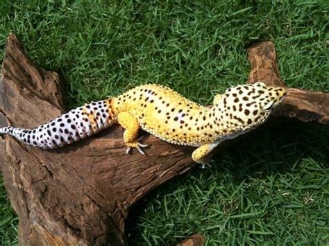 Malaysia yellow pages's main feature is download malaysia yellow pages apk latest version. adult male high yellow leopard gecko FOR SALE ADOPTION ...
