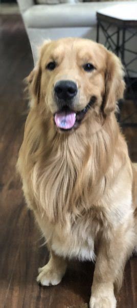 How much does a golden retriever puppy cost? Choosing a breeder close to Greenville sc - Golden Retrievers : Golden Retriever Dog Forums