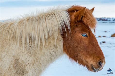 The Icelandic Horse Why Its Unique Arctic Adventures