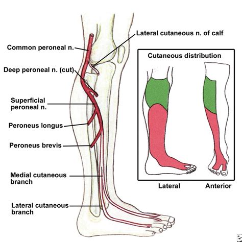 Common Peroneal Nerve 종아리부터 발목통증 발등 통증을 일으키는 종아리신경 네이버 블로그