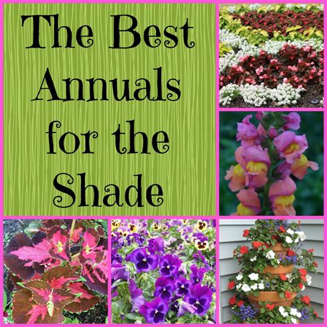 Many annuals make great choices for sunny areas and container plants. Gardening in the Shade: 9 Annual Plants for Shady Areas ...