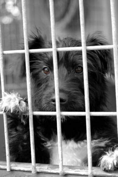 Phoenix durban png images, phoenix pharmahandel, phoenix contact, phoenix, phoenix logo, phoenix wright ace attorney, durban university of technology, phoenix equity partners png. Your Four-legged-Friends Needs a Home "SPCA" - 15/9/2011 ...