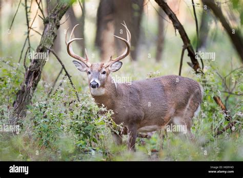 Whitetail Buck Hi Res Stock Photography And Images Alamy