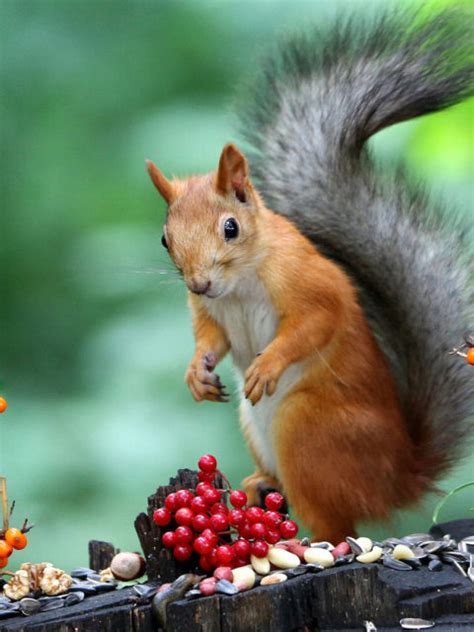 Cute Brown Squirrel Is Standing On Tree Trunk Eating Nuts In A Green