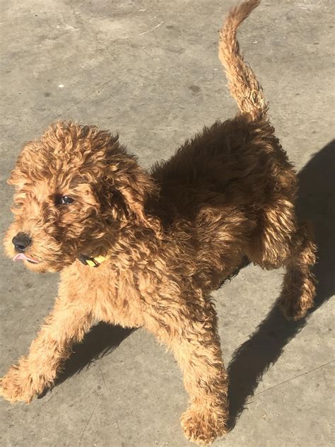 Absolutely beautiful f2b goldendoodle puppies. Goldendoodle Puppies For Sale | Saginaw, TX #325214