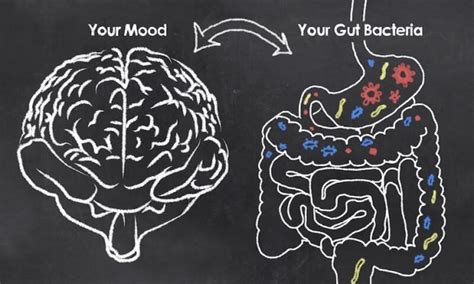 The Gut Brain Axis The Missing Link In Mental Health Laptrinhx News