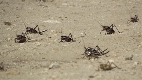 Swarms Of Mormon Crickets Plague Nevada And Idaho Boing Boing
