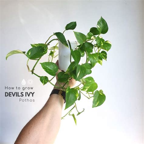 You can also prune english ivy with hedge shears, especially if the ground is rocky. How to grow Devils Ivy (also called Pothos) - PlantMaid