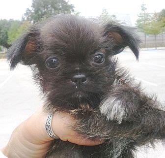 A purebred chihuahua puppy might cost between $500 and $1200. Shih Tzu/Chihuahua Mix Puppy for adoption in Orlando, Florida - Ramos#1M (With images) | Shih ...