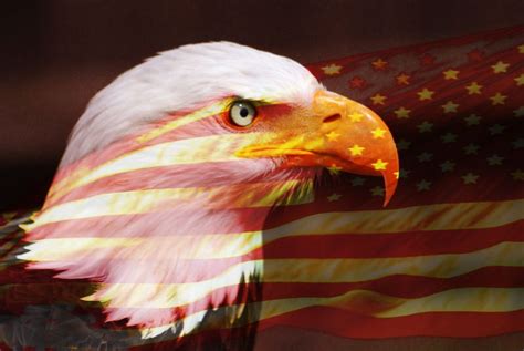 Patriot American Flag Bald Headed Eagle Eagle Head