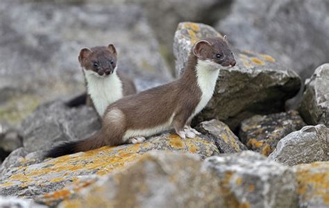 Stoats And Weasels The Wild Wooders The Field