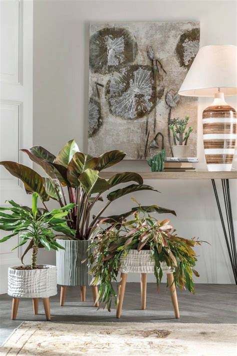 Orchidee, ficus, piante grasse o. L'Oca Nera - 5 idee per arredare casa con le piante da interno (con immagini) | Piante da ...