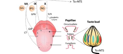 Human Tongue Taste Papillae And Their Afferent Nerve Fibers Dorsal